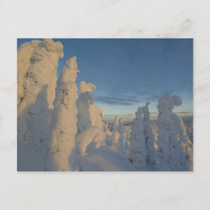 Snowghosts at sunset at Whitefish Mountain 2 Postcard