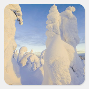 Snowghosts at sunset at Whitefish Mountain Square Sticker
