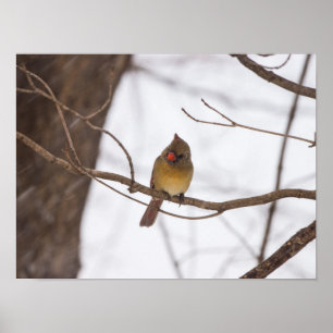 Snowing Again Says Mrs Cardinal Poster