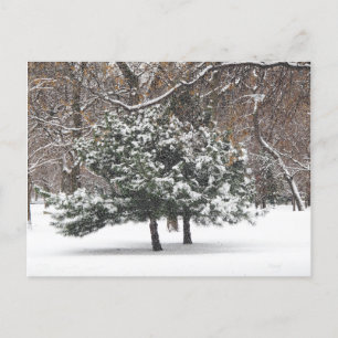 Snowing Holiday Postcard