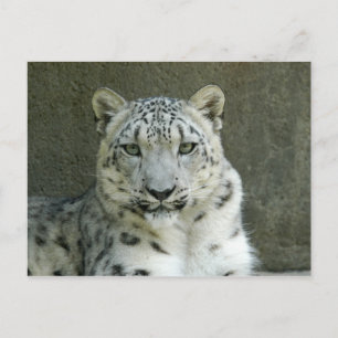 SnowLeopardM002 Postcard