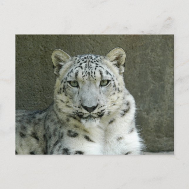 SnowLeopardM002 Postcard (Front)