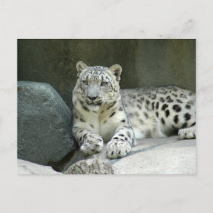 SnowLeopardM003 Postcard