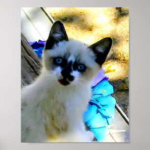 Snowshoe Cat Poster