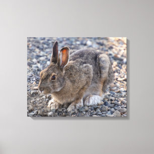 Snowshoe Hare Photo Canvas Print