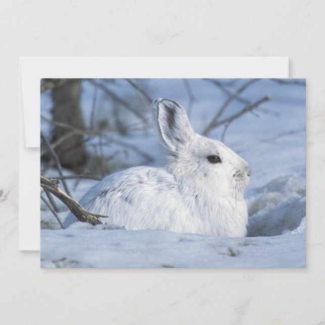 Snowshoe Hare Resting in Snow Holiday Card (Front)