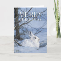 Snowshoe Hare Resting in Snow