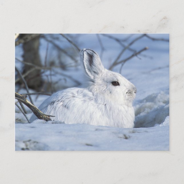 Snowshoe Hare Resting in Snow Holiday Postcard (Front)