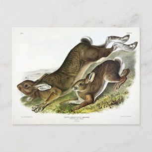 Snowshoe Hare, summer (Northern Hare) by Audubon Postcard