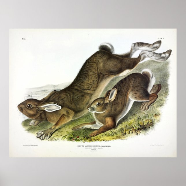 Snowshoe Hare, summer (Northern Hare) by Audubon Poster (Front)