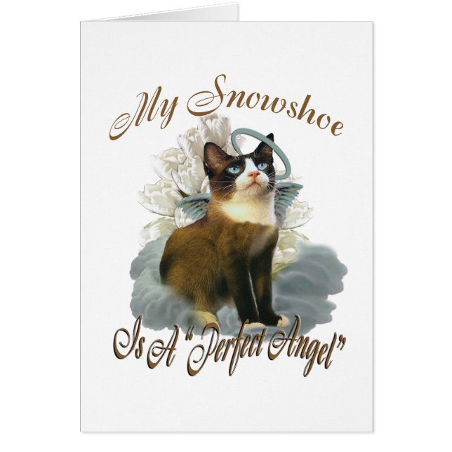 Snowshoe Perfect Angel (Front)