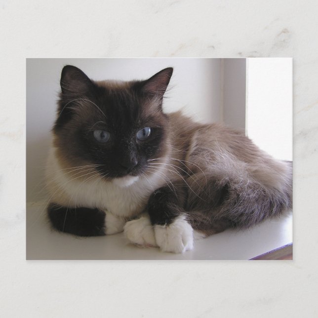 Snowshoe Postcard (Front)