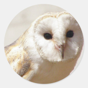 Snowy Barn Owl  Stickers