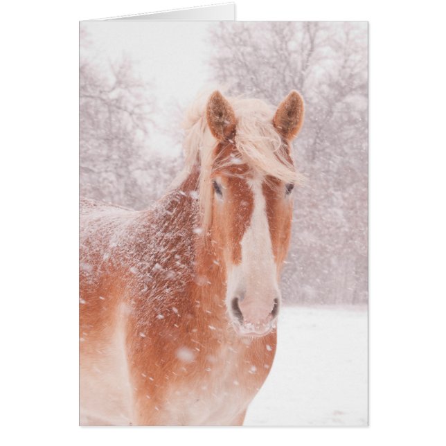 Snowy Belgian Draught Horse (Front)