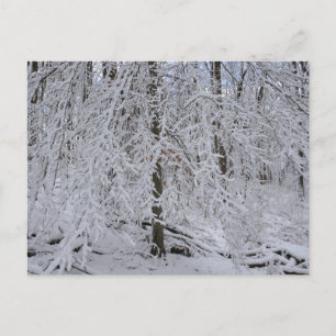 Snowy Birch Tree Canopy Postcard