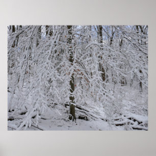 Snowy Birch Tree Canopy Poster