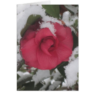 Snowy Camellia