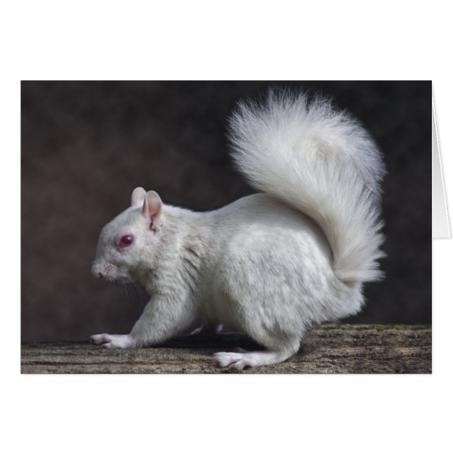 Snowy Card (Front Horizontal)