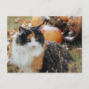 Snowy Cat Thinks Winter is Coming Postcard