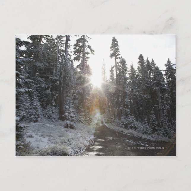 Snowy dirt road going into the sun postcard (Front)