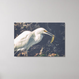 Snowy Egret and Its Catch Canvas Print