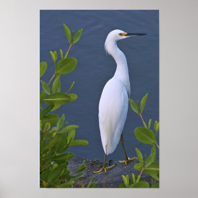 Snowy Egret at Marsh Poster (Front)