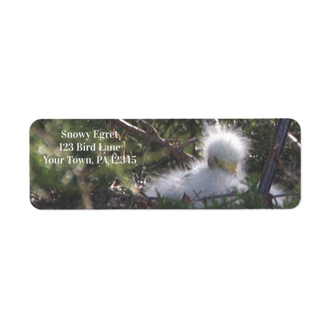 Snowy Egret Baby Bird Label (Front)