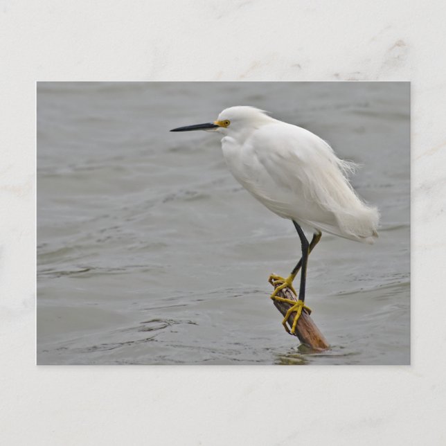 Snowy Egret Braced Against a Cold Wind Postcard (Front)