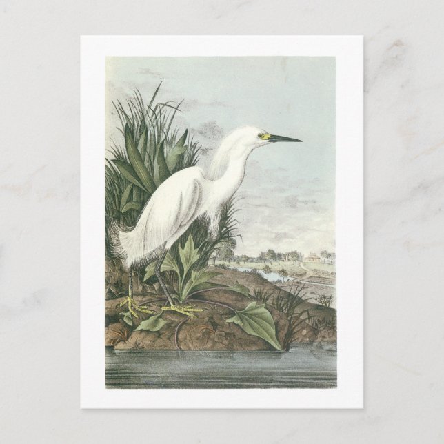 Snowy Egret by Audubon Postcard (Front)