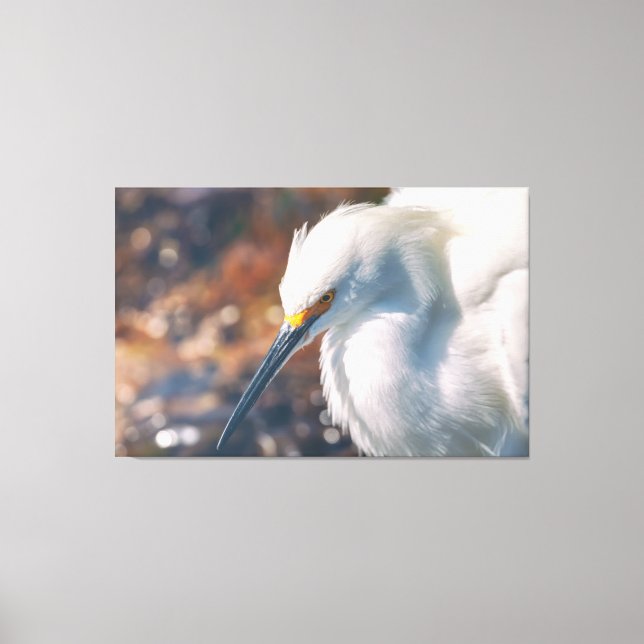 Snowy Egret Canvas Print (Front)