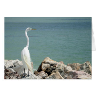 Snowy Egret Card