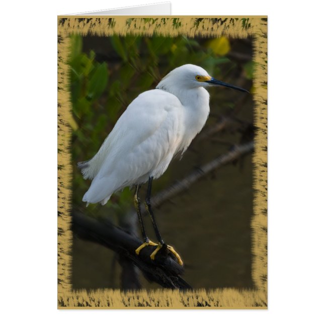 Snowy Egret Card (Front)