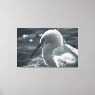 Snowy Egret in Black and White Canvas Print