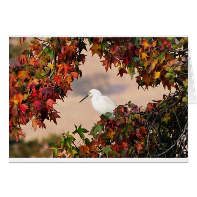 Snowy egret in the  Fall color (Front Horizontal)