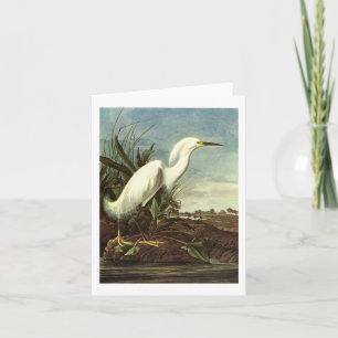 Snowy Egret, John James Audubon Card