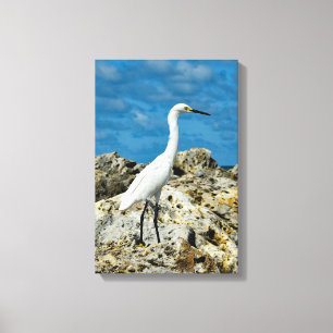 Snowy Egret on the Rocks Canvas Print