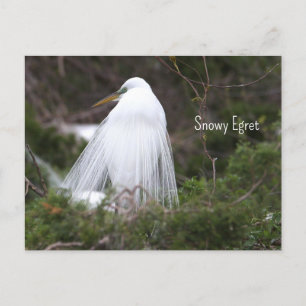 Snowy Egret Photo Postcard