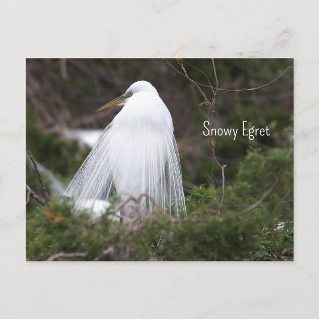 Snowy Egret Photo Postcard (Front)
