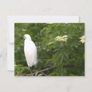 Snowy Egret Photo Postcard