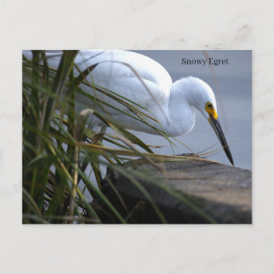Snowy Egret Photo Postcard