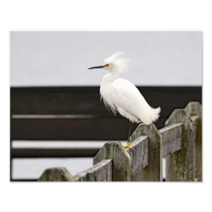 Snowy Egret Photo Print