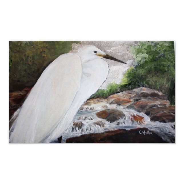 Snowy Egret Photo Print (Front)