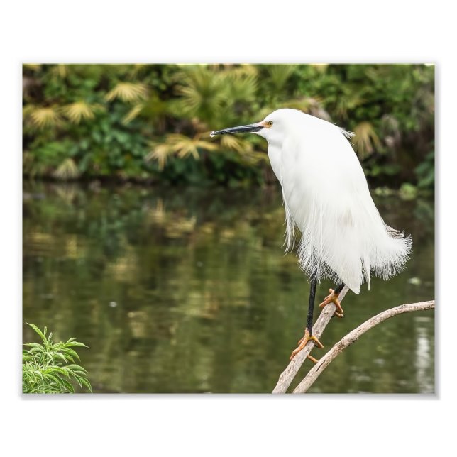 Snowy Egret Photography Print (Front)
