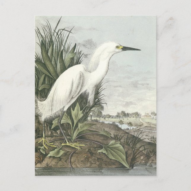Snowy Egret Postcard (Front)