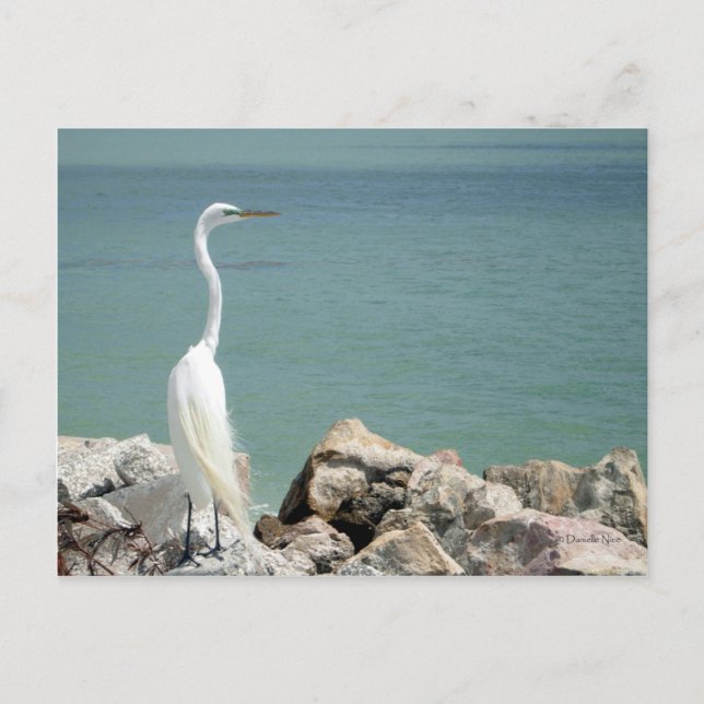 Snowy Egret Postcard (Front)
