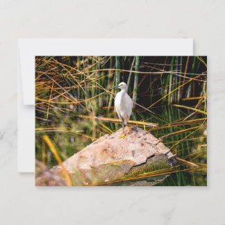 Snowy Egret Postcard