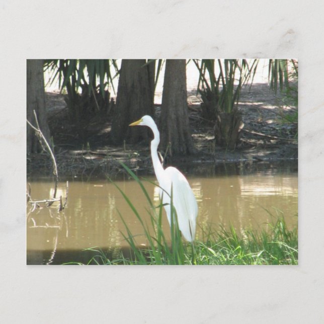 Snowy Egret Postcard (Front)