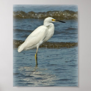 Snowy Egret Poster