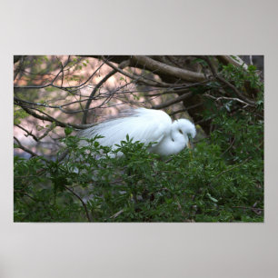 Snowy Egret Poster