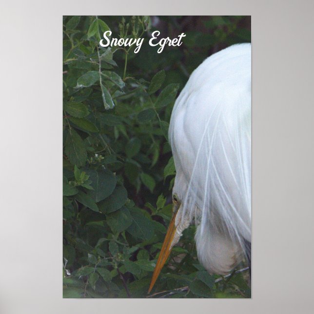 Snowy Egret Poster (Front)